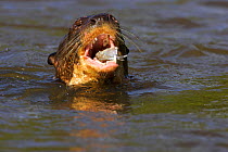 Giant otter (Pteronura brasiliensis) feeding on fish in river, Pantanal, Brazil, Endangered species