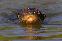 Giant otter (Pteronura brasiliensis)swimming in river, Pantanal, Brazil, Endangered species
