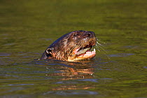 Giant otter (Pteronura brasiliensis) feeding on fish in river, Pantanal, Brazil, Endangered species
