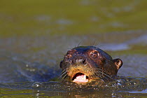 Giant otter (Pteronura brasiliensis) swimming in river, Pantanal, Brazil, Endangered species