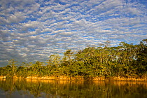 Landscape of river and trees, Pantanal, Brazil