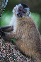 Brown capuchin monkey (Cebus apella) sitting on a branch, Pantanal Brazil.