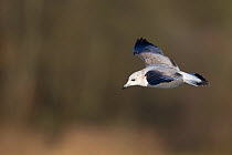 Common gull (Larus canus) in flight, Norfolk, UK, January, first winter plumage