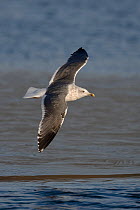 Lesser black-backed gull (Larus fuscus graellsii) in flight over water, Norfolk, UK, adult, winter plumage.