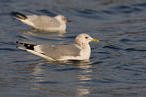 Two Common gulls (Larus canus) on water, Norfolk, UK. January, adults, winter plumage