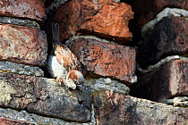 Common sparrow (Passer domesticus) male fledging perched on wall, Howden, Yorkshire.