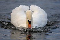 Mute swan (Cygnus olor), swimming towards the camera, aggressive / display posture, Whitlingham CP, Norfolk, UK.