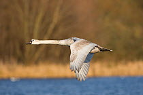 Mute swan (Cygnus olor) flying low over water, with trees in background, Whitlingham CP, Norfolk, UK.