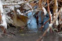 Cetti's warbler (Cettia cetti) standing on ice under branches dusted with snow, Norfolk, UK.
