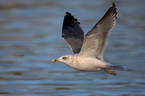 Lesser Black-backed gull (Larus fuscus) in flight over water, Norfolk, UK. adult first winter plumage.