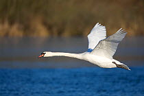 Mute swan (Cygnus olor) in flight over water with greenery in the background, Whitlingham CP, Norfolk, UK. January