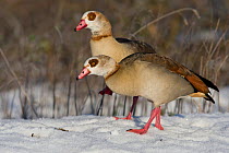 Egyptian geese (Alopochen aegyptiacus) two walking together in snow, Norfolk, UK. December