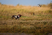 English springer spaniel putting up and chasing a Common redshank (Tringa totanus) on salt marshes, Morston, Norfolk, UK.