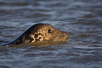 Grey seal (Halichoerus grypus) swimming in the sea, Blakeney Point, Norfolk, UK. December
