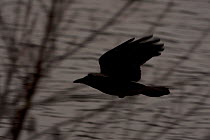 Silhouette of Carrion crow (Corvus corone) in flight over water behind the branches of a tree, Norfolk, UK.