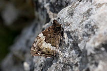 Woodland Grayling butterfly (Hipparchia fagi) or Rock Grayling (Hipparchia alcyone), resting on a rock with wings together, Vercors, France.