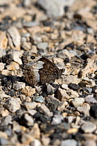 Woodland grayling (Hipparchia fagi) or Rock grayling (Hipparchia alcyone), resting camouflaged on pebbles with its wings together, Vercors, France.