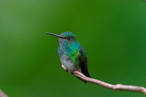 Blue-chinned Sapphire (Chlorestes notatus) adult male perched, Trinidad, November