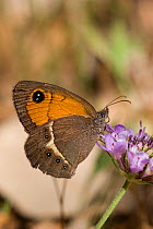 Spanish gatekeeper butterfly (Pyronia bathseba), adult resting on purple flower, Portugal, May