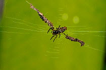 Orb weaver spider (Cyclosa sp.) female, well camouflaged in its web with debris, Atlantic Rainforest of Serrinha do Alambari Environmental Protection Area, Rio de Janeiro State, Brazil.
