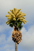 Talipot palm (Corypha umbraculifera) from Sri Lanka introduced in Brazil for cultivation and landscape design by Roberto Burle Marx, here in Aterro do Flamengo, Rio de Janeiro city, Brazil.