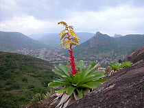 Bromeliad (Alcantarea nahoumii) growing on mountainous landscape with city in background, Estado da Bahia, Brazil.