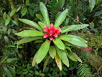 Bromeliad (Nidularium fulgens) in flower, Brazil.