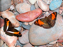 Fugela Sister butterfly (Adelpha fugela) right and Mesentina Sister butterfly (Adelpha mesentina) sucking liquid from the ground in the Amazon Upland Rainforest of Manu National Park, Cusco Department...