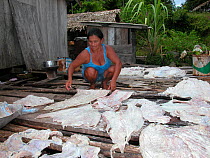 Woman rubbing salt into fillets of Caiman meat (Caiman crocodilus) on floating house in Amazon Rainforest, in Piagacu-Purus Sustainable Development Reserve, Amazonas State, Northern Brazil.