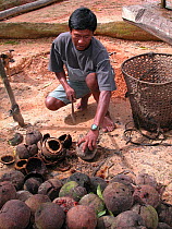 Man harvesting Brazil nuts (Bertholletia excelsa) Amazon Upland Rainforest, Ayapua community, Piagacu-Purus Sustainable Development Reserve, Ayapua Lake of Purus River, Amazonas State, Brazil. April...