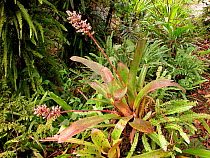 Bromeliad in flower (Bromeliaceae) within the Upland Amazon Rainforest in the Eastern slopes of the Andes mountains, Cusco Department, Peru.