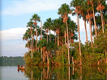 "Buriti" palm trees (Mauritia flexuosa) in Sandoval Lake, Tambopata National Reserve, Puerto Maldonado Department, Southern Peru.
