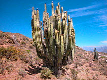 San Pedro cactus (Echinopsis pachanoi) in the Andes mountains, near Arequipa city, Arequipa Department, Peru.
