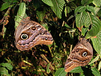 Two Illioneus Giant-owl butterfly (Caligo illioneus) Pantanal of Mato Grosso, Mato Grosso State, Center-west of Brazil.