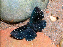 Starry night metalmark butterfly (Echydna punctata) sucking liquid from the ground in the Amazon Upland Rainforest of Manu National Park, Cusco Department, Peru.