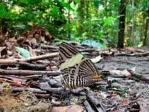 Zebra mosaic butterfly (Colobura dirce) and grasshoppers sucking mineral salts from faeces of carnivore in Amazon Upland Rainforest of Manu National Park, Cusco Department, Peru.