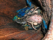 Hyacinth Macaw (Anodorhynchus hyacinthinus) two chicks in nest, Pantanal, Mato Grosso, Mato Grosso do Sul State,  Brazil.