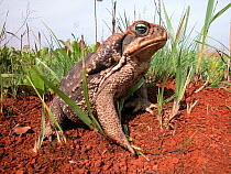 Giant Neotropical / Cane Toad (Bufo marinus) Emas National Park, Gois State, Brazil.