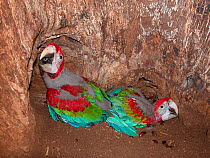 Green-winged macaw (Ara chloroptera) two chicks calling in nest in tree trunk, Pantanal, Mato Grosso,  Brazil.