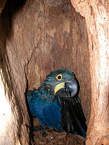 Hyacinth Macaw (Anodorhynchus hyacinthinus) chick in nest in hollow trunk, Pantanal, Mato Grosso, Mato Grosso do Sul State, Brazil.