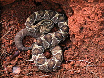 Tropical rattlesnake (Crotalus durissus) Cerrado of Emas National Park, Mineiros, Brazil.
