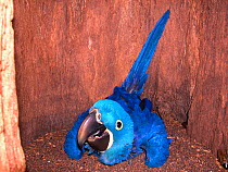 Hyacinth Macaw (Anodorhynchus hyacinthinus) fledling chick in nest in hollow tree trunk, Pantanal, Mato Grosso, Mato Grosso do Sul State, Brazil.