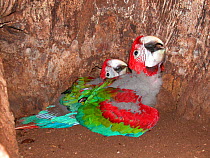 Green-winged macaw (Ara chloroptera) two chicks calling in nest in hollow tree trunk, Pantanal, Mato Grosso,  Brazil.