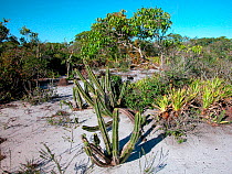 Cacti (Cactaceae) in Restinga scrub habitat of Southeastern Brazil coast, Jurubatiba National Park, Northern Rio de Janeiro State, Southeastern Brazil.