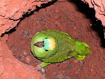 Blue-fronted Parrot (Amazona aestiva) nesting within a termite mount, Cerrado, Emas National Park, Gois State, Brazil.