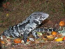 Tegu Lizard (Tupinambis teguixin) feeding on fruit and waste material at the headquarters of Emas National Park, Gois State, Brazil.