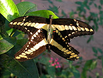 Pair of King / Thoas Swallowtail butterflies (Papilio thoas) mating, Pantanal of Mato Grosso, Mato Grosso State, Center-west of Brazil.
