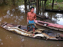 Hunter with eight dead Spectacled Caiman (Caiman crocodilus) in his canoe and a Black Caiman (Melanosuchus niger) in his hands. Piagacu-Purus Sustainable Development Reserve, Amazonas State, Northern...