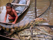 Young boy with  several dead Spectacled Caiman (Caiman crocodilus) caught on a fishing hook, Itapuru community, Amazon Rainforest, in Piagacu-Purus Sustainable Development Reserve, Amazonas State, Nor...