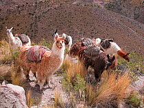 Llamas (Lama glama) carrying loads for  Incas and other native communities of the Andes mountains, near Arequipa city, Peru. April 2004.